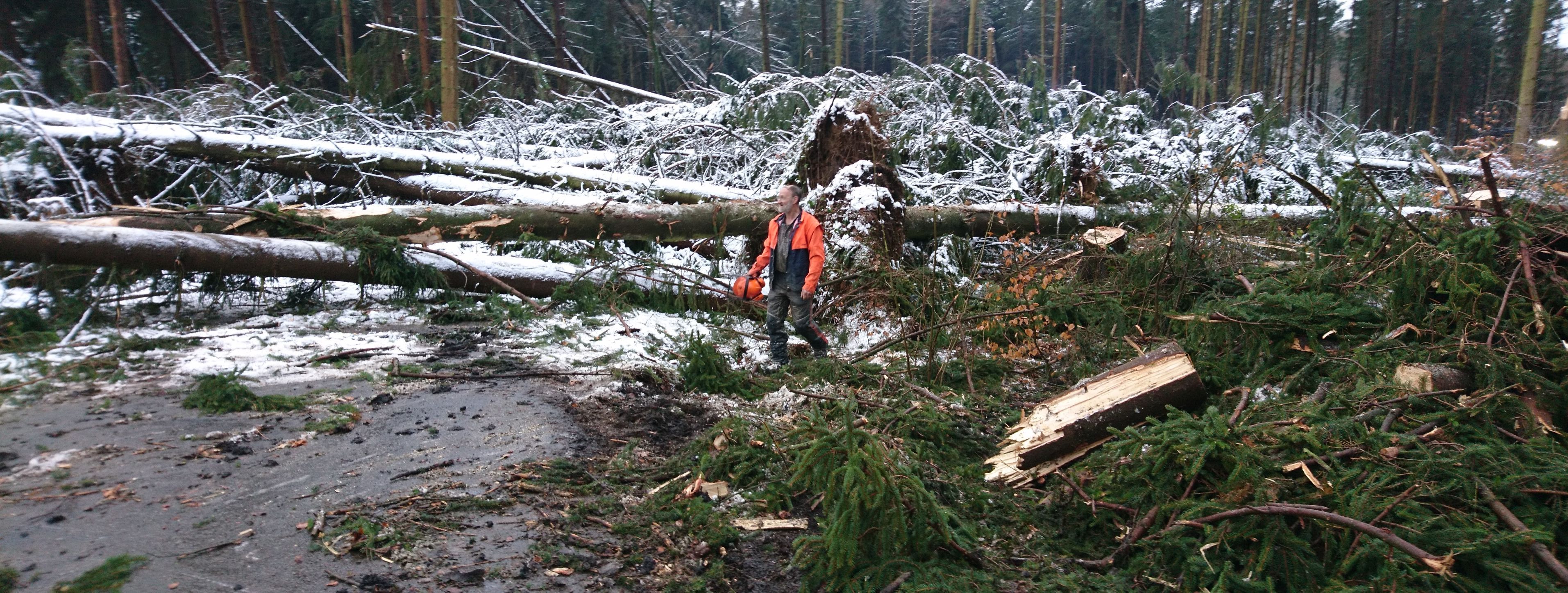 Der Orkan hat eine breite Schneise in den Wald gezogen. Zu sehen sind umgestürzte Fichten, davor steht ein Waldarbeiter.