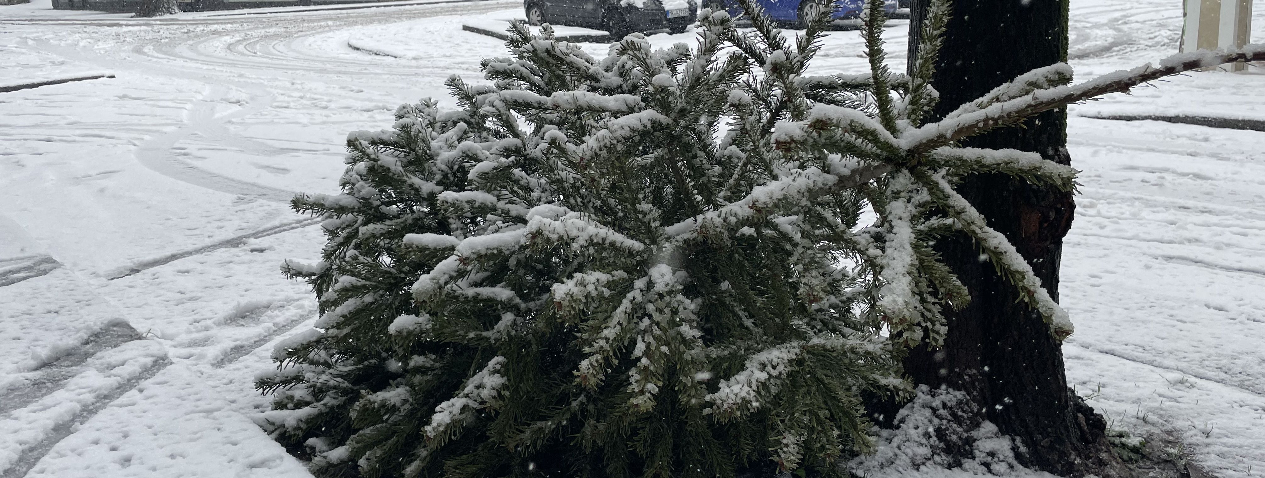 Weihnachtsbaum mit Schnee bedeckt am Straßenrand