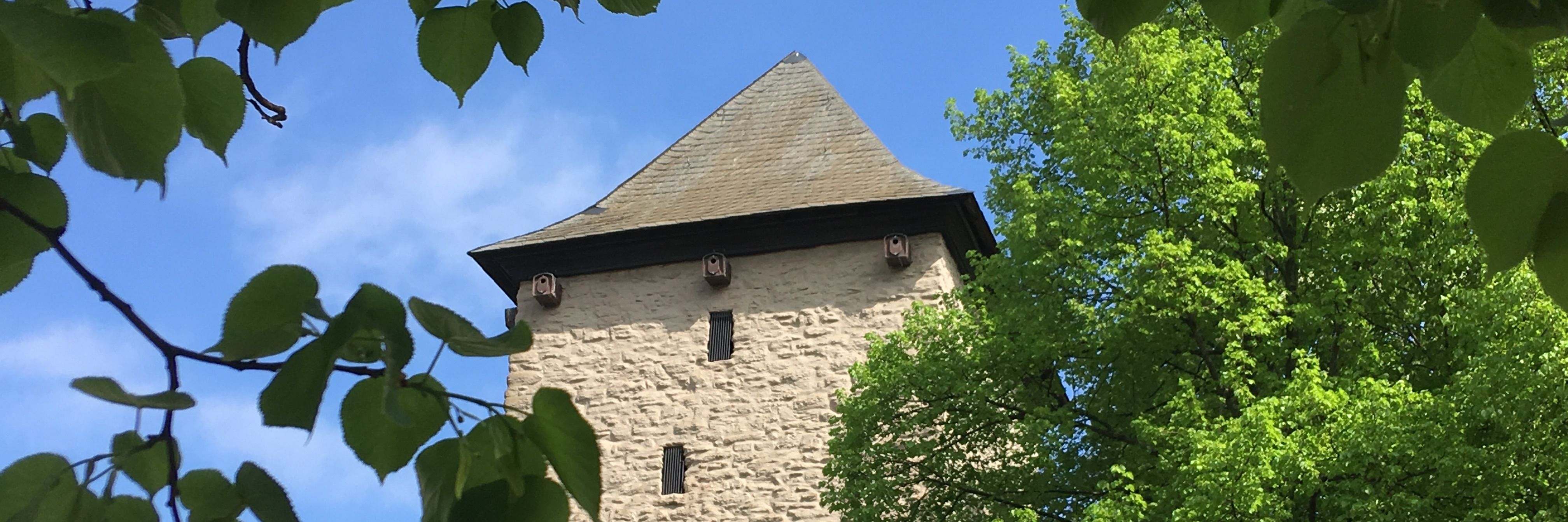 Ein Foto vom Poenigeturm, ein heller geschlämmter viereckiger Steinturm mit dunklem Spitzdach. Abgebildet ist die obere Hälfte des Turmes, an der rechten Seite wird der Turm durch einen Kastanienbaum in vollem Blattgrün verdeckt.