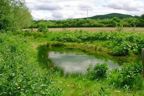 Link zu den Seiten zum Thema Natur und Stadtgrün