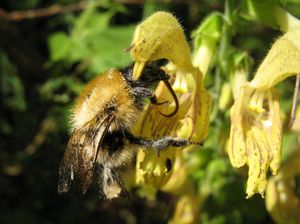 Die langrüsselige Ackerhummel ist auf Salbeiblüte gelandet, über ihr ragt die Narbe aus der Blütenfalte, die Staubbeutel haben schon fast Rückenkontakt, vor der Hummel ist die Platte aus reduzierten Staubblättern zu erkennen.