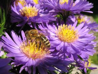 Honigbiene auf Gartenaster