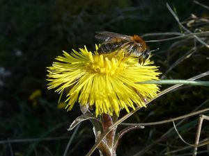 Die Brut der Sandbiene Andrena nitida wird von Nomada flava (Bild s.o.) parasitiert.