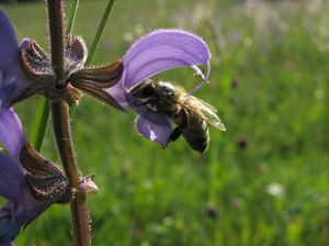 Biene streift mit dem pollenbeladenen Rücken die Narbe.