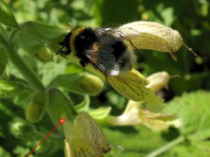 Kryptarum Erdhummel (Bombus cryptarum)