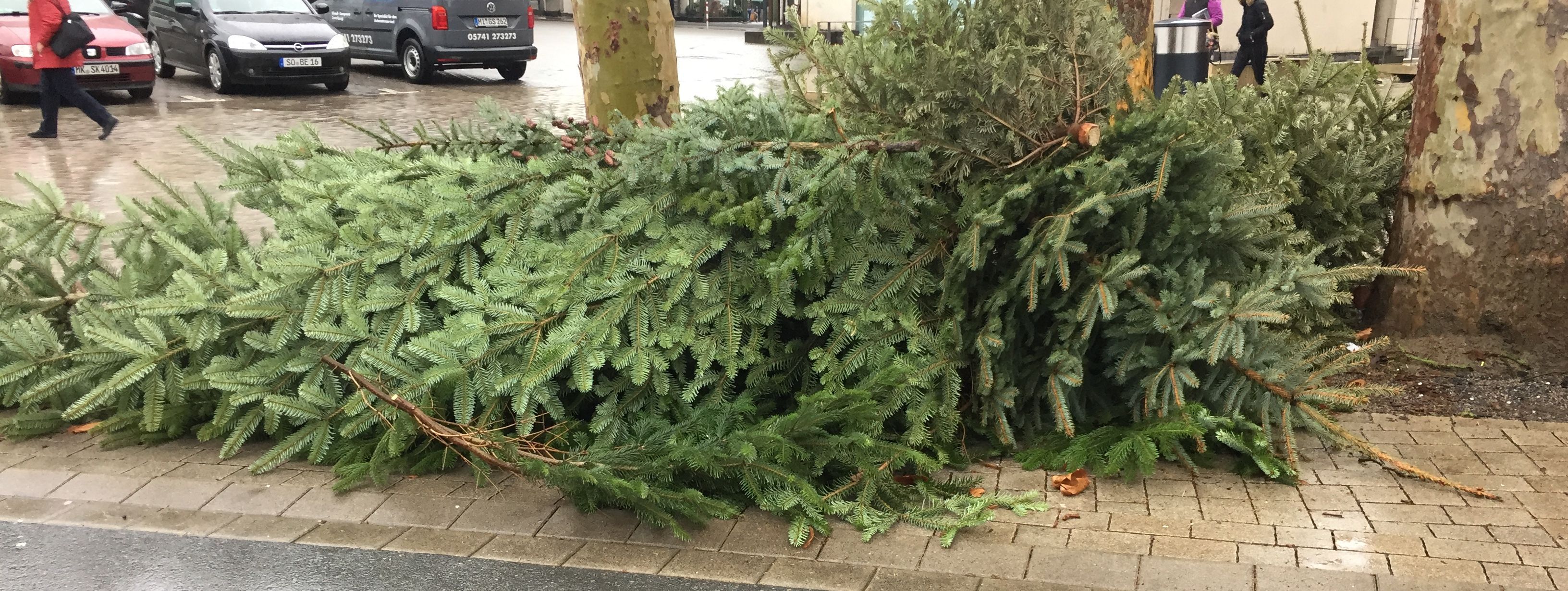 ausgediente Weihnachtsbäume liegen am Straßenrand und warten darauf, abgeholt zu werden.