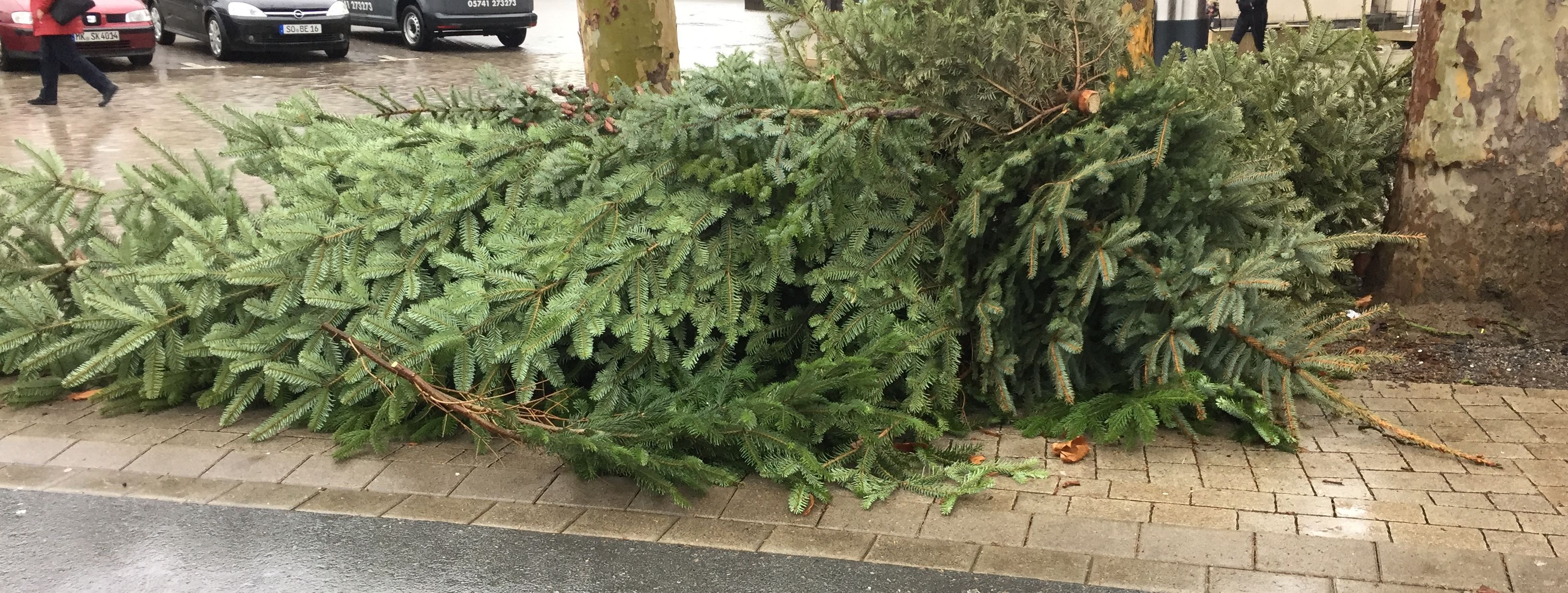 ausgediente Weihnachtsbäume liegen am Straßenrand und warten darauf, abgeholt zu werden.