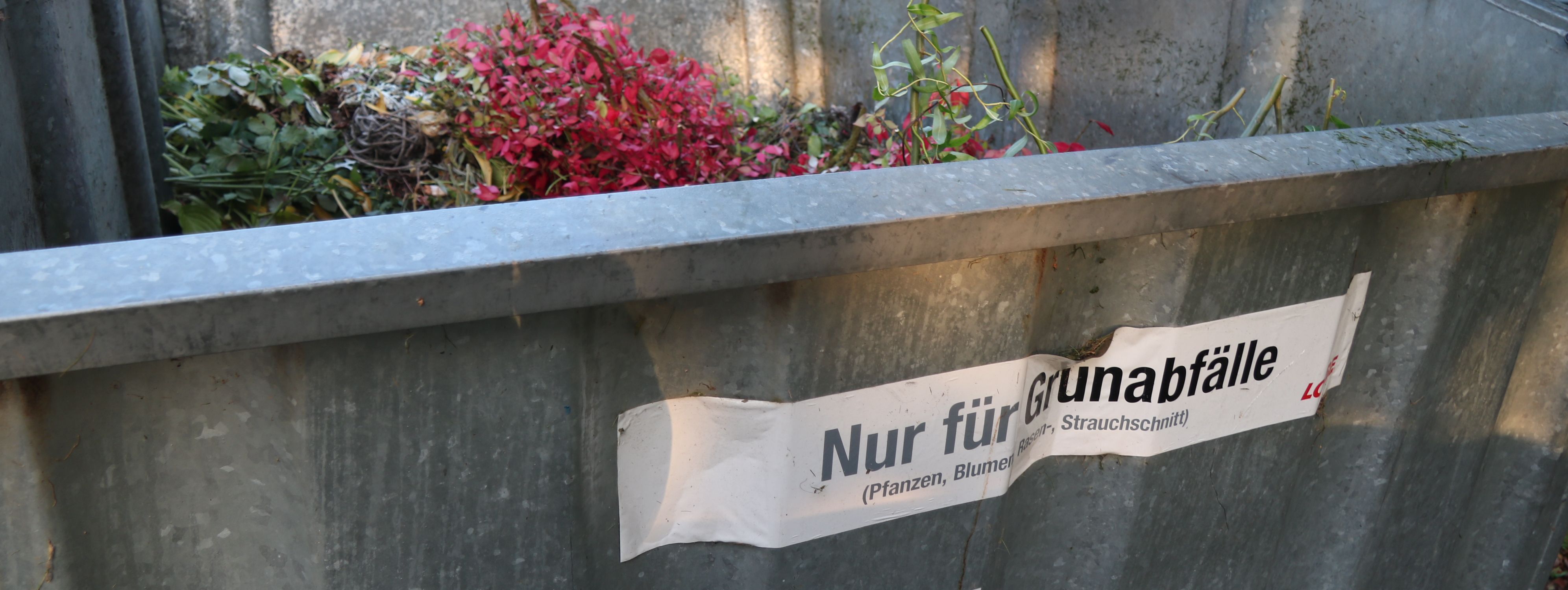 Ein grauer Abfallcontainer aus Metall, in dem sich Grünabfälle befinden