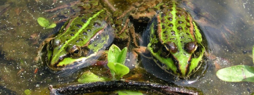 Zwei Seefrösche sonnen sich am Teichrand