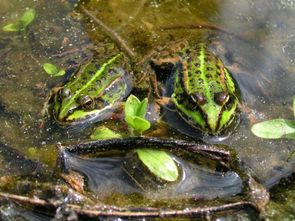 Zwei Seefrösche sonnen sich am Teichrand