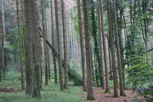 Fichtenwald