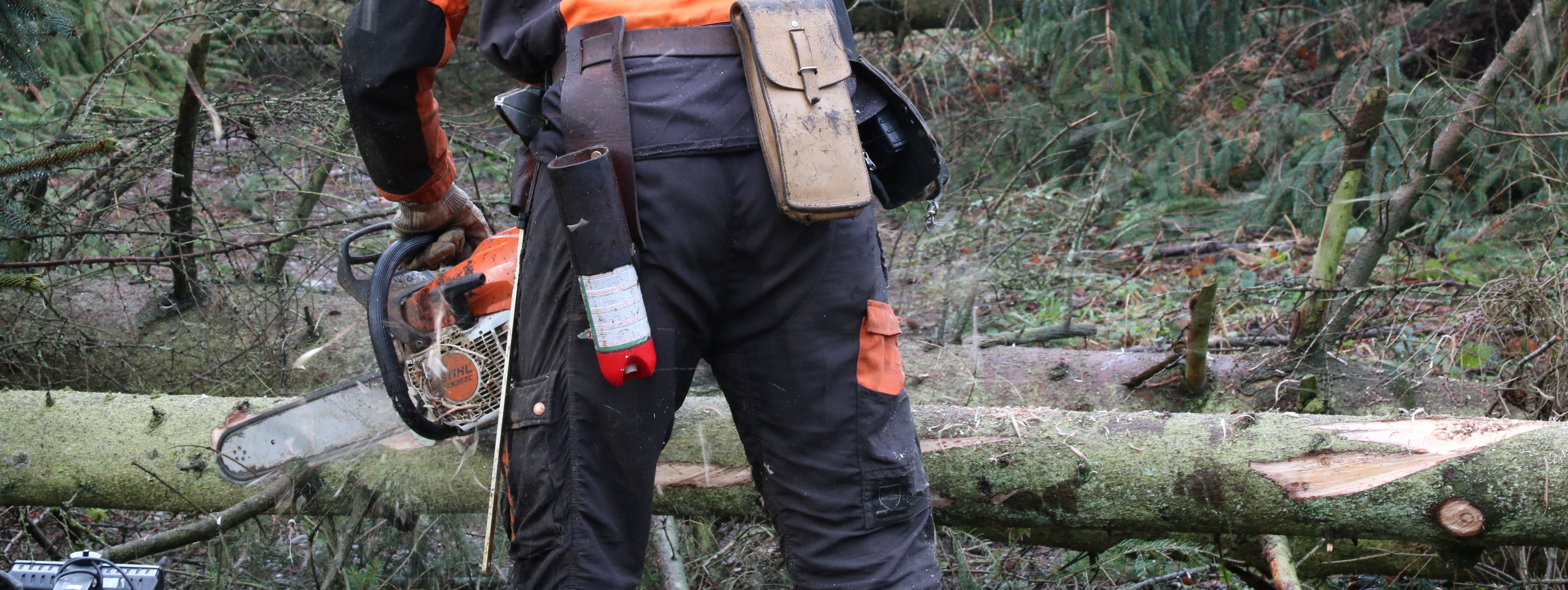 Ein Forstmitarbeiter in voller Schutzkleidung mit orangefarbenem Helm entastet einen liegenden Baumstamm mit einer Kettensäge.