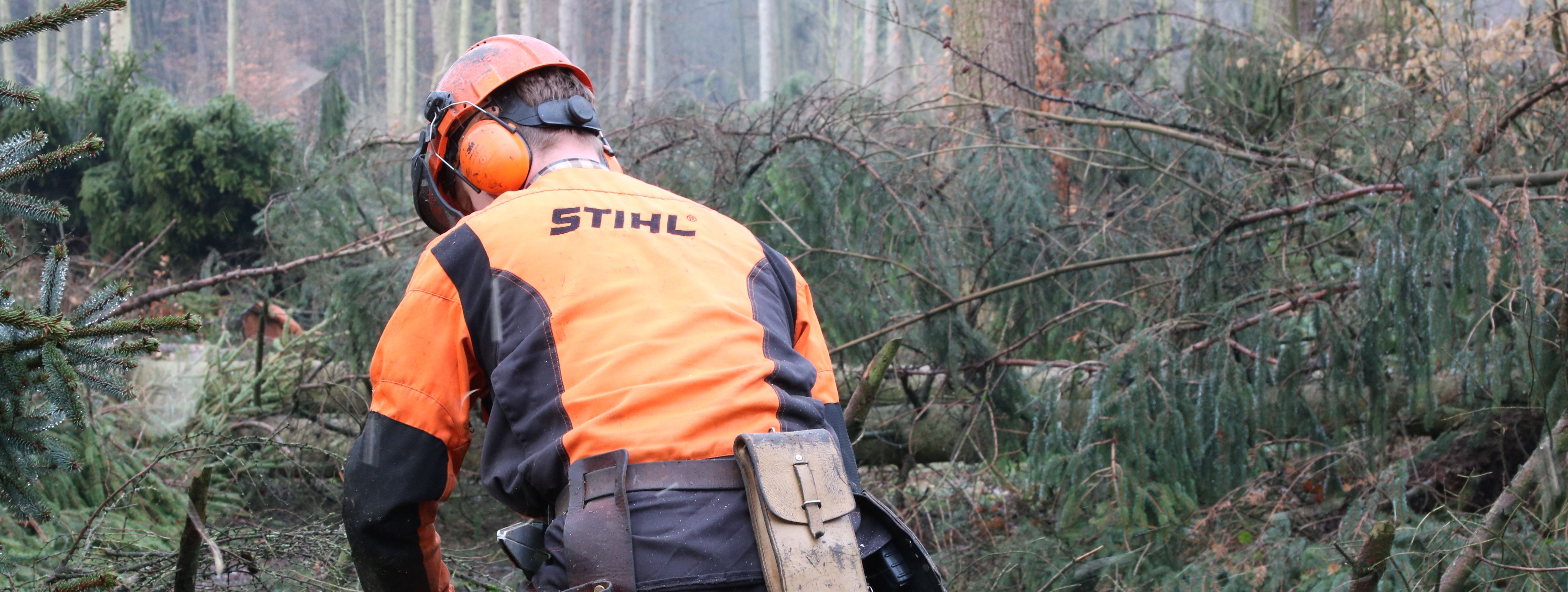 Ein Forstmitarbeiter in voller Schutzkleidung mit orangefarbenem Helm entastet einen liegenden Baumstamm mit einer Kettensäge.