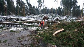 Der Orkan hat eine breite Schneise in den Wald gezogen. Zu sehen sind umgestürzte Fichten, davor steht ein Waldarbeiter.