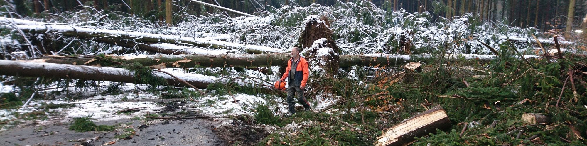 Der Orkan hat eine breite Schneise in den Wald gezogen. Zu sehen sind umgestürzte Fichten, davor steht ein Waldarbeiter.