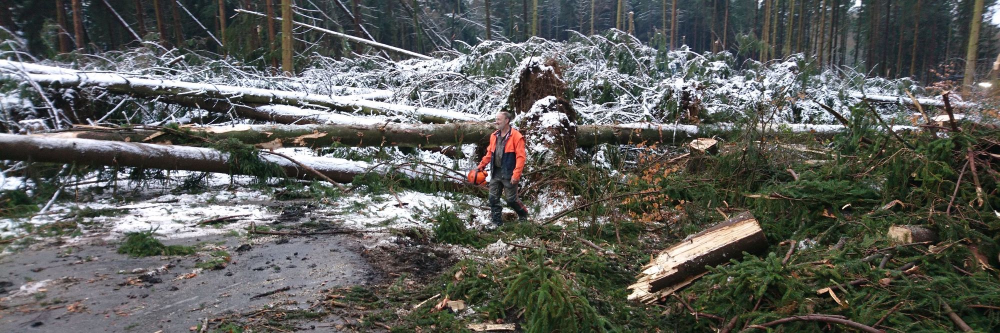 Der Orkan hat eine breite Schneise in den Wald gezogen. Zu sehen sind umgestürzte Fichten, davor steht ein Waldarbeiter.