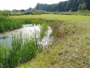 Weiher mit Röhrichtgürtel