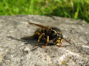 Königin der "Falschen Kuckuckswespe", sie ist gut anhand der starken Behaarung und des ahornblattförmigen schwarzen Flecks auf der gelben Stirn zu erkennen