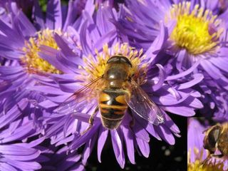 Schwebfliege auf Gartenaster, rechts unten Kopf im Profil