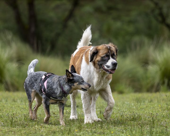 two dogs playing in green valley