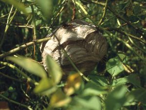 Nest der Mittleren Wespe hängt immer frei, nie in enge Nischen oder Höhlen geschmiegt