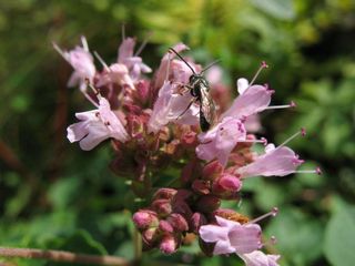 Maskenbiene (Hylaeus sp.)