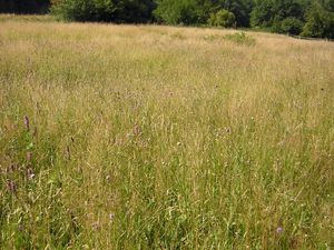 sehr artenreiche Blumenwiese