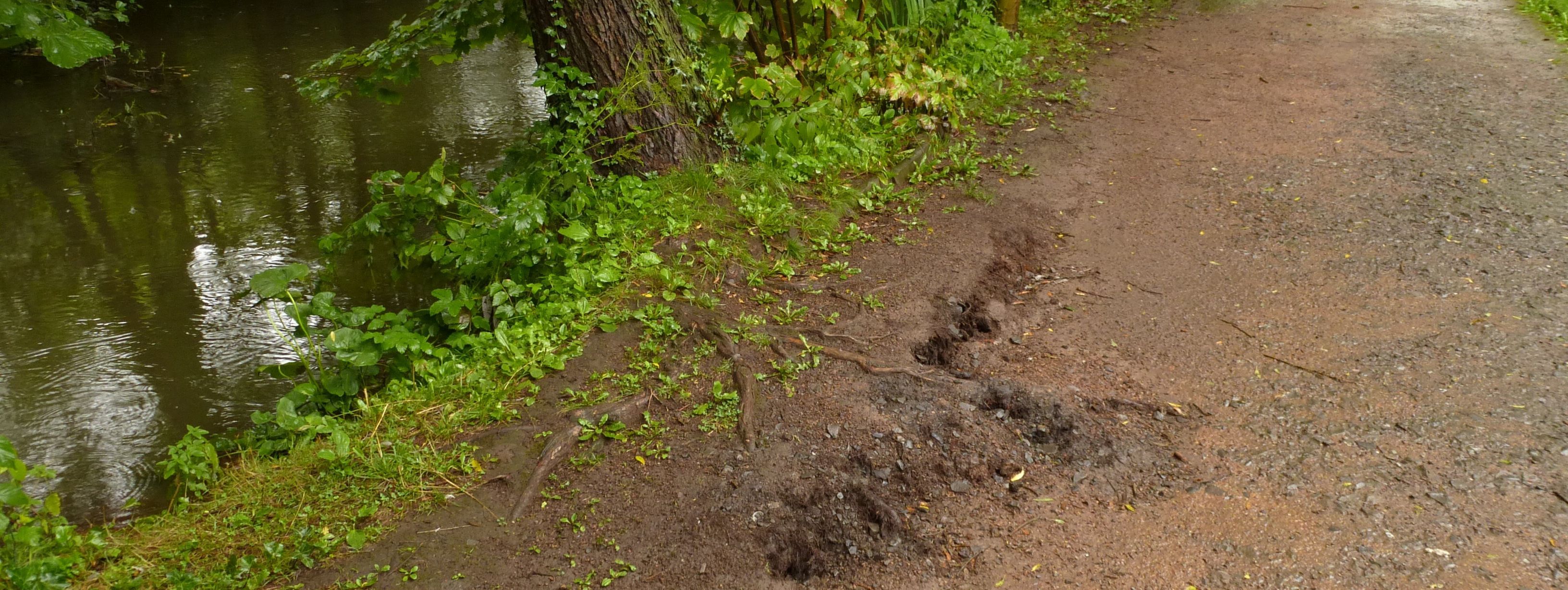 Unmittelbar an der Hönne entlang führt ein Weg, an dem auch die Weide stand. Deutlich erkennbar ist, dass die Wurzeln des Baumes frei liegen und der sogennante Wurzelteller am Rand bereits gebrochen ist. Der Baum droht umzustürzen.