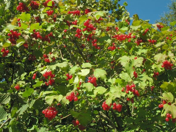 Die Beeren des Schneeballs leuchten knallrot und bleiben bis über den Winter hängen