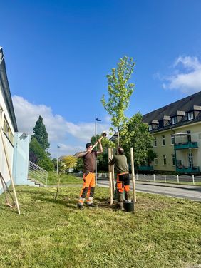 Mitarbeiter des Mendener Baubetriebs haben am Donnerstagmorgen den Amberbaum, der an das tragische Ereignis vom 10. Mai erinnern soll, An der Beile gepflanzt.
