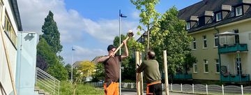 Mitarbeiter des Mendener Baubetriebs haben am Donnerstagmorgen den Amberbaum, der an das tragische Ereignis vom 10. Mai erinnern soll, An der Beile gepflanzt.