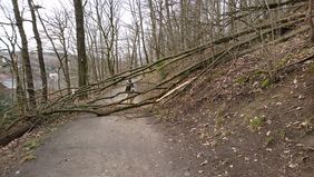 Mitten auf dem Weg zum Kapellenberg liegt ein umgestürzter Baum. Dahinter steht ein Spaziergänger. Gemessen mit seiner Körpergröße ist zu erkennen, wie groß der Baum ist.