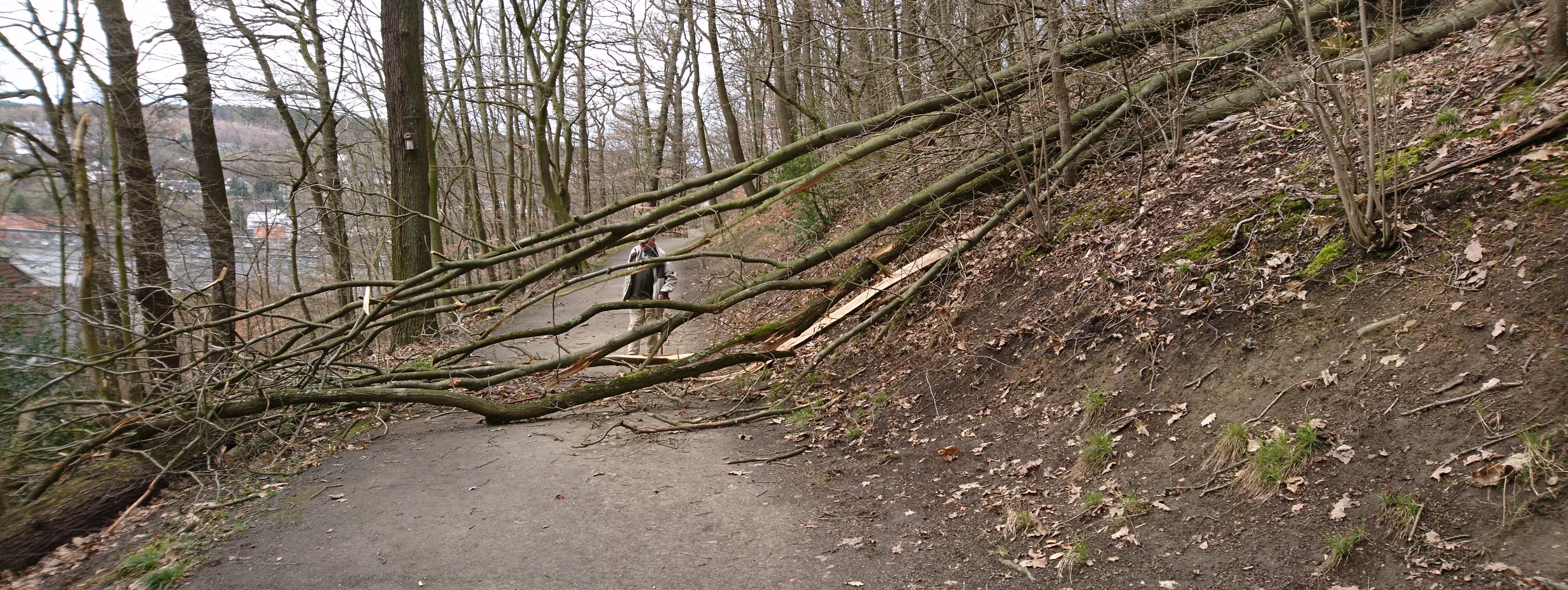 Mitten auf dem Weg zum Kapellenberg liegt ein umgestürzter Baum. Dahinter steht ein Spaziergänger. Gemessen mit seiner Körpergröße ist zu erkennen, wie groß der Baum ist.