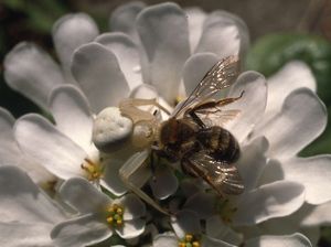 Krabbenspinne (Misumena vatia)