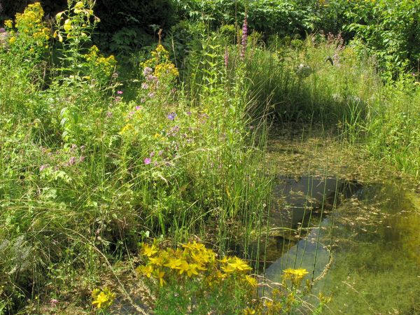 Ein Gartenteich ist ein El Dorado für Tiere und Pflanzen