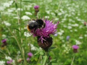 Grashummel tankt Nektar mit Hilfe ihres Saugrüssels aus den engen Röhrenblüten des Blütenköpfchens einer Flockenblume.