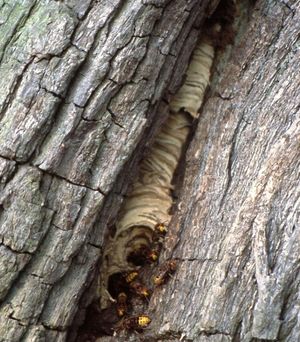 Hornissennest in der Höhlung eines alten Birnbaums