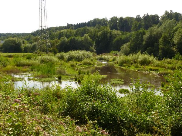 August 2017 - die Natur hat die Aue zurück erobert