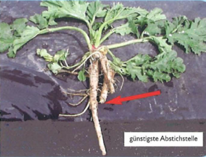 Abstichstelle Herkulesstaudenwurzel