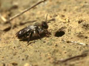 Sandbiene sitzt vor einer ihrer Brutröhren, die sie in kahlen Boden gräbt - z.B. Wegränder. 