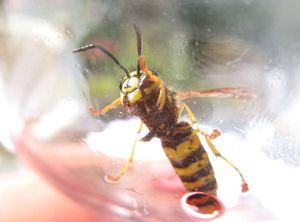 Wespenmännchen - hier eins der Gemeinen Wespe an Roséwein - besitzen keinen Wehrstachel. Sie sind anhand ihres aus sieben frei sichtbaren Segmenten bestehenden, langgestreckten Hinterleibs sowie den längeren 13-fach segmentierten Fühlern von den Weibchen (6 sichtbare Hinterleibssegmente, 12 Fühlersegmente) mit aufmerksamem Blick recht gut zu unterscheiden.