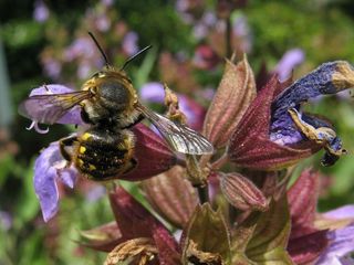 Wollbiene (Anthidium manicatum)