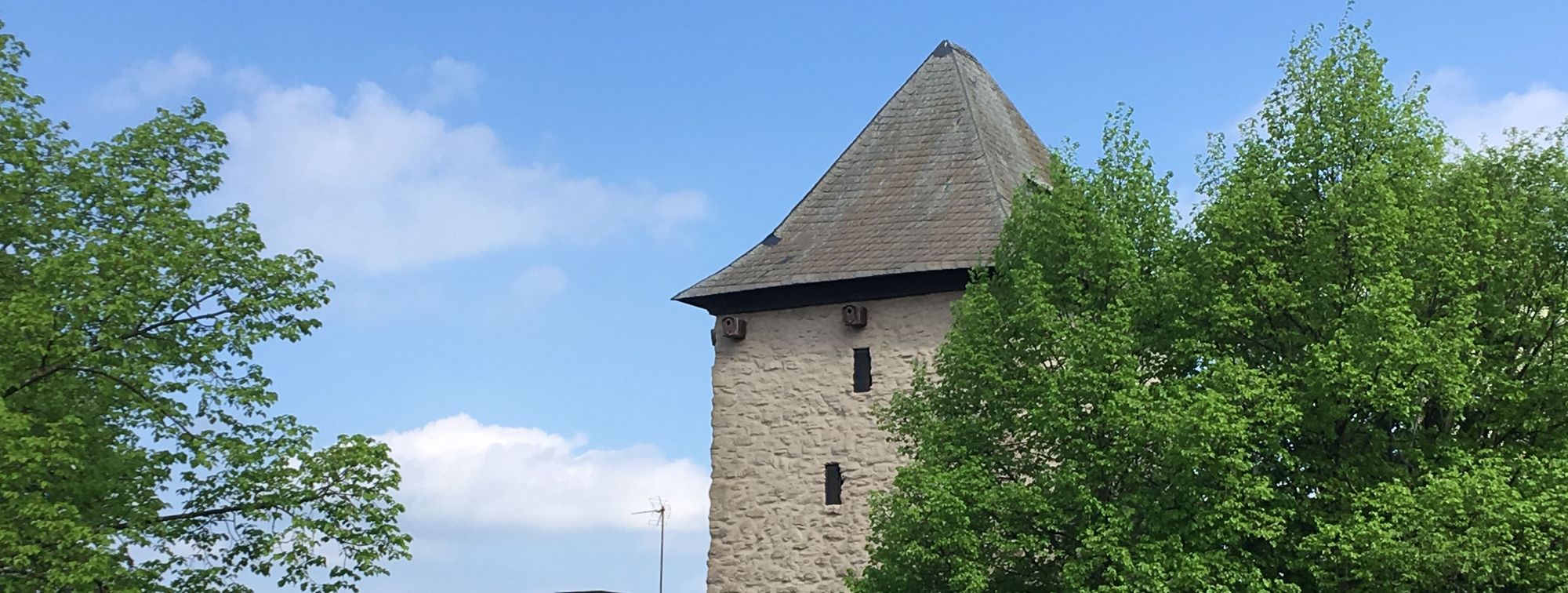 Ein Foto vom Poenigeturm, ein heller geschlämmter viereckiger Steinturm mit dunklem Spitzdach. Abgebildet ist die obere Hälfte des Turmes, an der rechten Seite wird der Turm durch einen Kastanienbaum in vollem Blattgrün verdeckt.