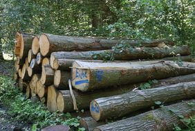 ein Stapel gefällter Bäume liegt am Wegesrand im Waldgebiet Waldemei. Auf einem der Stämme ist mit blauer Farbe gekennzeichnet, dass es sich um Eichenholz handelt.