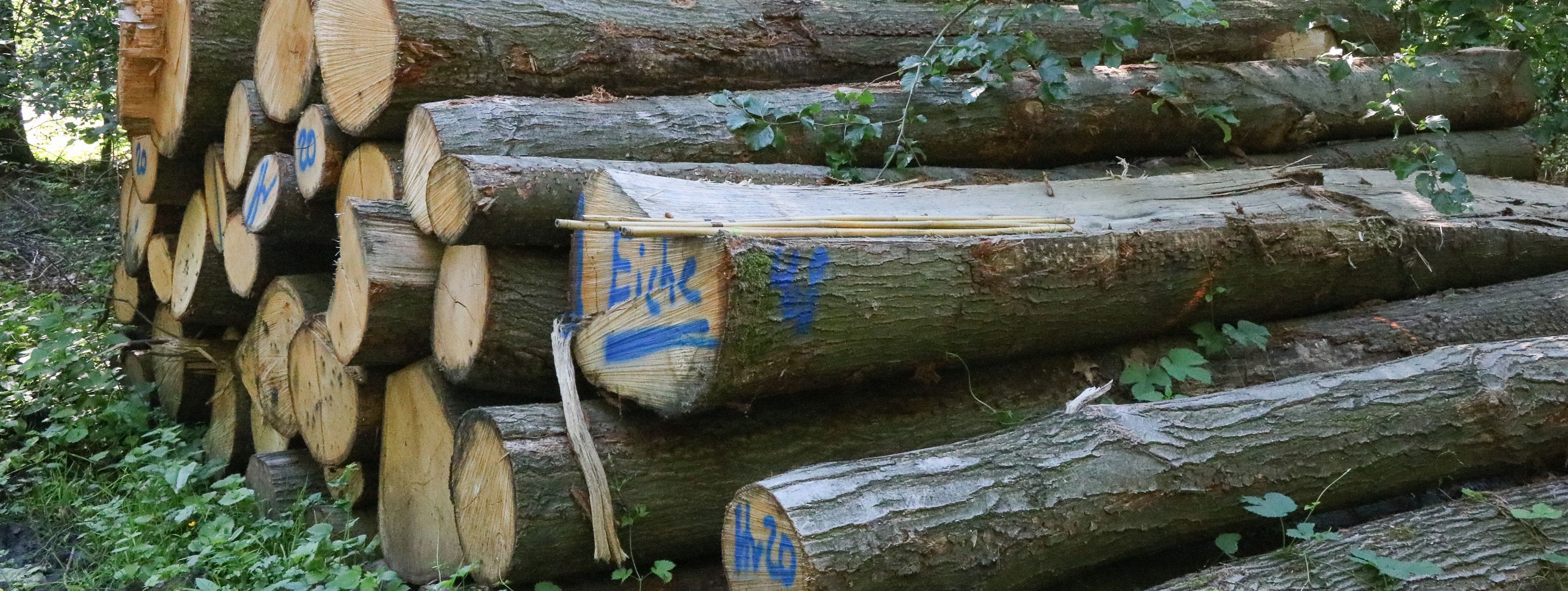 ein Stapel gefällter Bäume liegt am Wegesrand im Waldgebiet Waldemei. Auf einem der Stämme ist mit blauer Farbe gekennzeichnet, dass es sich um Eichenholz handelt.