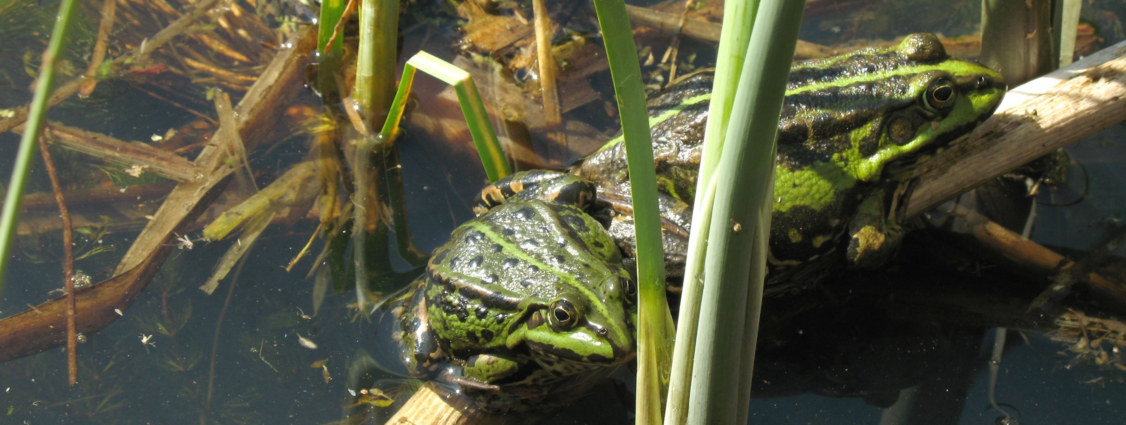 Link zu den Themenseiten "Fauna, Flora, Biotope