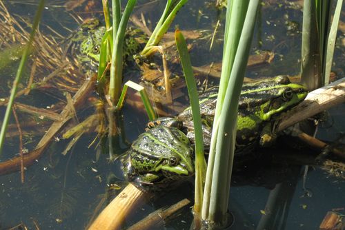 Link zu den Themenseiten "Fauna, Flora, Biotope