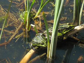 Link zu den Themenseiten "Fauna, Flora, Biotope