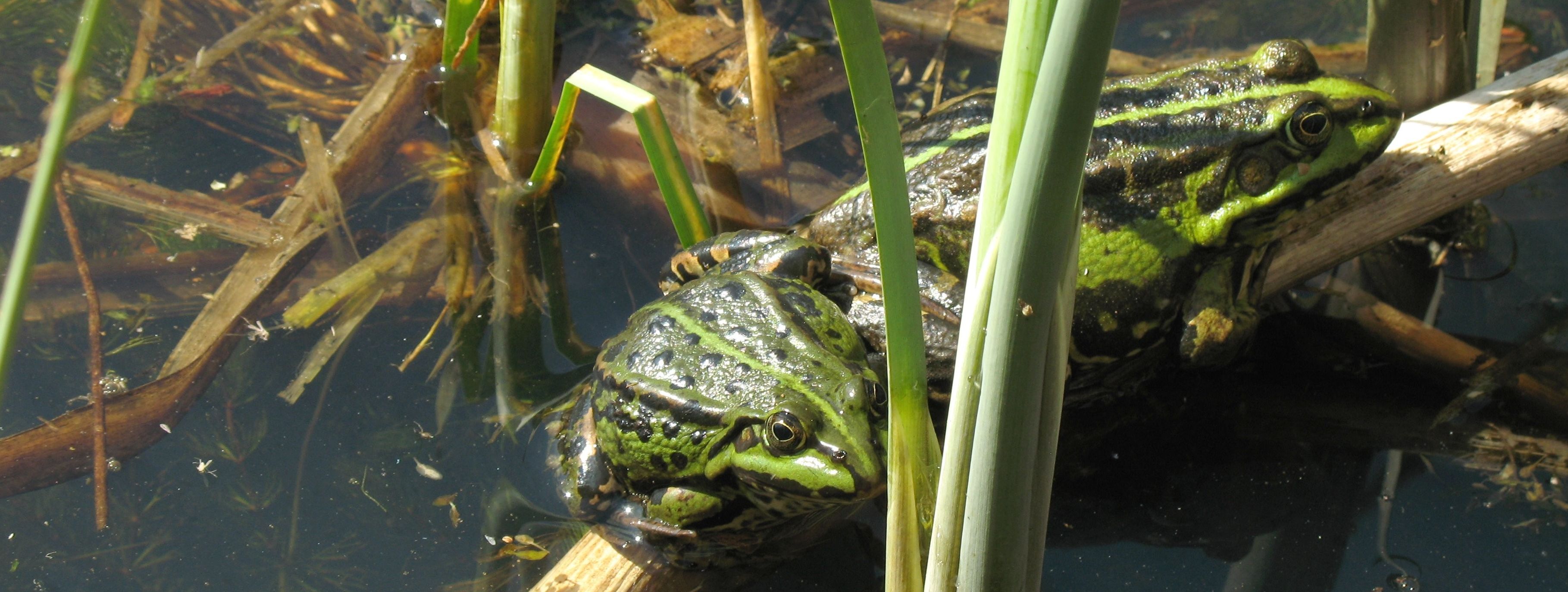 Fauna, Flora, Biotope Link zu den Themenseiten "Fauna, Flora, Biotope
