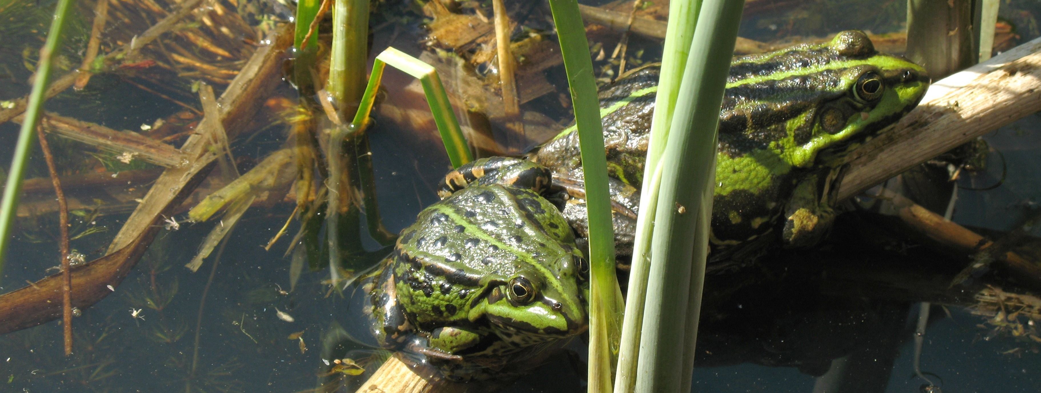 Link zu den Themenseiten "Fauna, Flora, Biotope